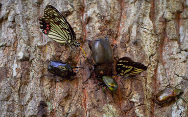 Fototapete bei efototapeten.de bestellen   