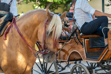 Obraz premium Celebrating Spanish culture, traditional horses dance in Malaga's iconic summer fair, showcasing equestrian excellence in the heart of Andalusia.