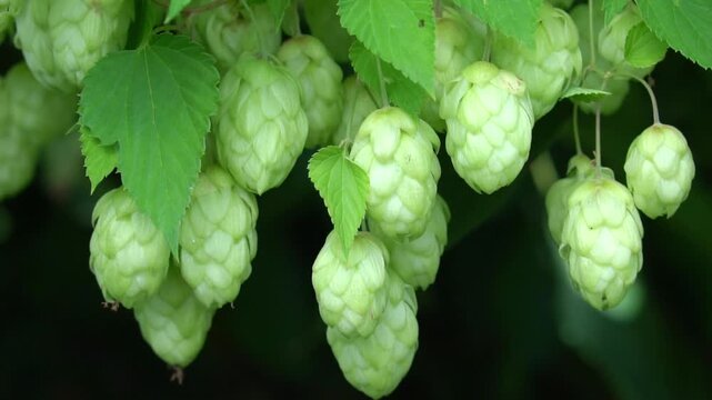 Bunch of fresh hop cones hanging on a branch. Rich harvest of hop.