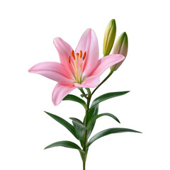Fototapeta premium Beautiful pink lily flower with buds isolated on white background for botanical and floral design projects