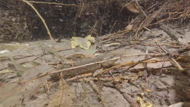 Underwater close-up video of a Weatherfish (Misgurnus fossilis) in its natural freshwater habitat. Detailed shot, natural light, calm movement, authentic European aquatic wildlife scene.