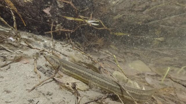 Underwater close-up video of a Weatherfish (Misgurnus fossilis) in its natural freshwater habitat. Detailed shot, natural light, calm movement, authentic European aquatic wildlife scene.
