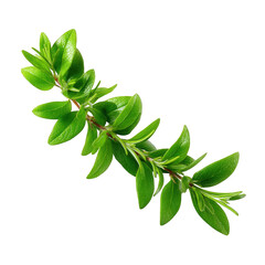 Fresh Green Sprig of Oregano Herb with Vibrant Leaves Isolated on White Background for Culinary Use and Decoration