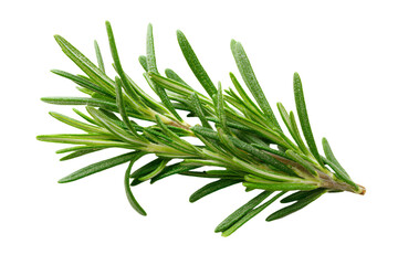Fototapeta premium Fresh Rosemary Herb on White Background