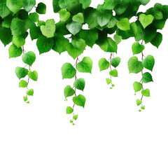 Lush Green Ivy Leaves Hanging Down in a Natural and Refreshing Vertical Arrangement