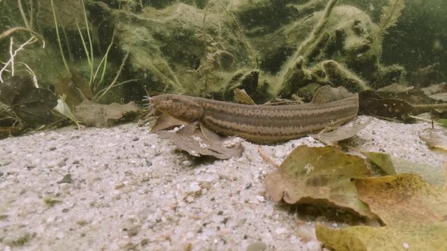 Underwater close-up video of a Weatherfish (Misgurnus fossilis) in its natural freshwater habitat. Detailed shot, natural light, calm movement, authentic European aquatic wildlife scene.