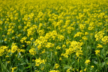 Fototapeta premium Vibrant Yellow Mustard Field Spring Bloom