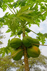 Papaya