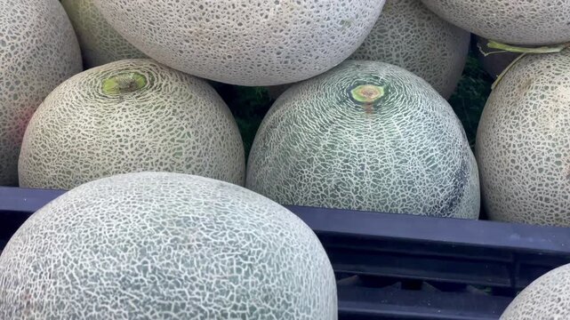 Fresh group of cantaloupe melons with distinctive net texture pattern on the skin