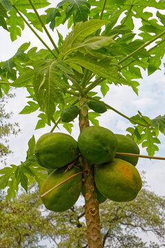 Papaya