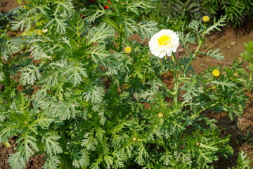 Large White Daisy Flower Amid Bushy Green Leaves