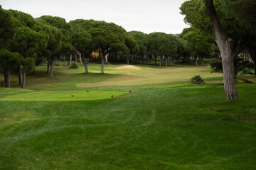 Obraz premium Golf course and trees in the light 