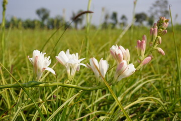 Cluster of White Tuberose Flowers in Lush Green Grass Field