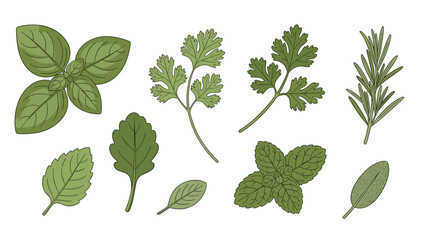 A variety of fresh green herbs including basil, cilantro, and rosemary.