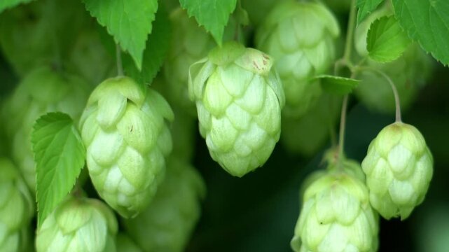 Bunch of fresh hop cones close ups hanging on a branch. Rich harvest of hop.