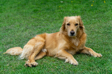 Alert golden retriever mix dog lying down on green grass in a sunny garden.