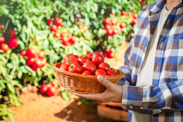 farmer man picking tomatoes at greenhouse. indoor agriculture and vegetable harvesting
