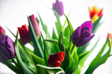 Obraz premium Beautiful tulip flower bouquet on light background