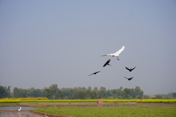 Egret and crows flying over rural agricultural field