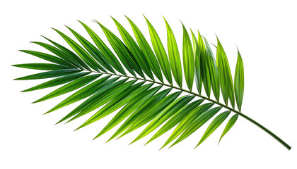 Obraz premium Close-up of a single, vibrant green, palm leaf against a solid black background