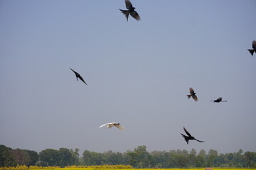 Flock of Birds Flying over Rice Paddy Field