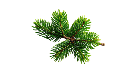 Close-up of a small sprig of vibrant green conifer needles and a brown stem against black