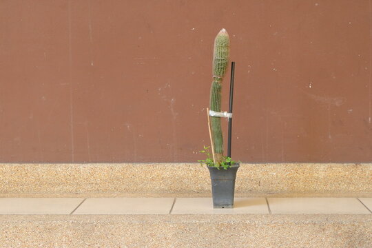 Espostoa guentheri, which is a tall, columnar cactus, potted in a black container. The lower part of it is green, while the top exhibits a dense, reddish-pink, woolly growth known as a cephalium.