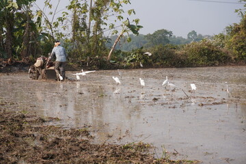 Indian Farmer Herding Egrets in Rice Paddy Field