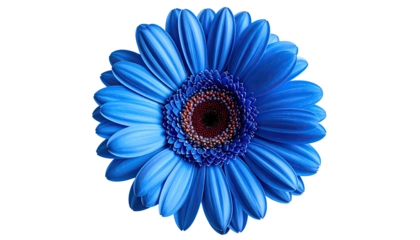 Close-up of a vibrant blue Gerbera daisy with a dark brown center, isolated on black