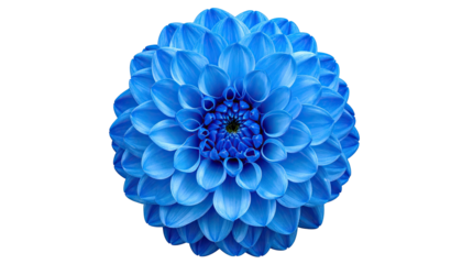 Close-up of a vibrant, fully bloomed, sapphire-colored dahlia isolated against a stark black backdrop