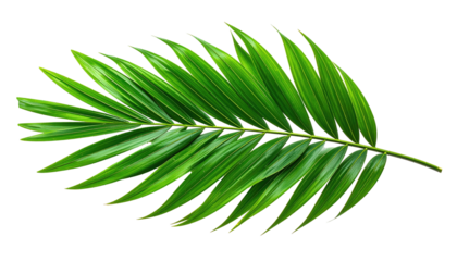 Close-up of a vibrant green palm frond with detailed texture against a black background