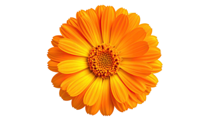 Close-up of a vibrant orange and yellow daisy-like flower, isolated on a black background