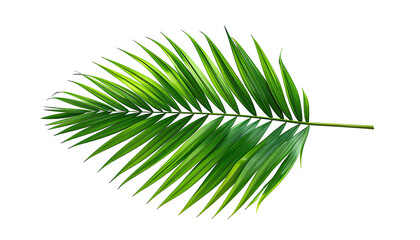 Obraz premium Close-up of a vibrant, tropical palm frond, showcasing detailed veins and lush green leaves