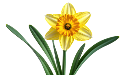 Close-up of a vibrant yellow daffodil flower, with a golden corona, green stems, and leaves
