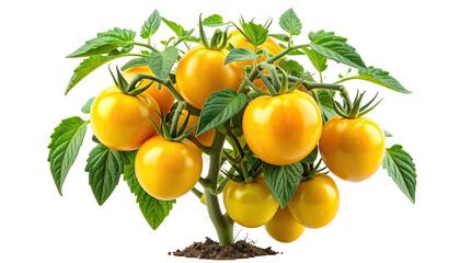 Close-up of a vibrant yellow tomato plant, ripe fruit, green leaves, dark background