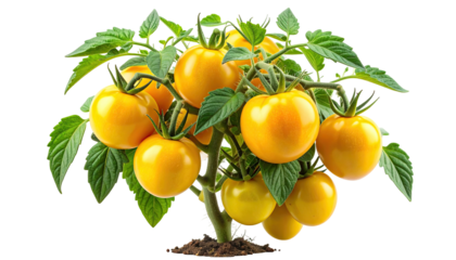 Close-up of a vibrant yellow tomato plant, ripe fruit, green leaves, dark background