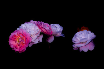 Pink rose Isolated on Black background