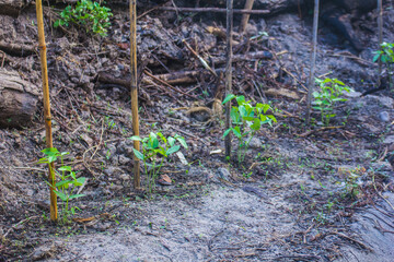 The seedlings of organic long bean 15 days old