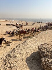 Tourists enjoy camel rides at the Giza Pyramids site. Guides rest and prepare camels for new visitors. A busy scene shows people and animals against a vast landscape