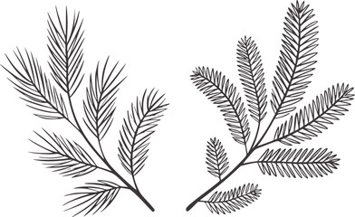 Two dark grey pine branches with needle clusters needles foliage nature