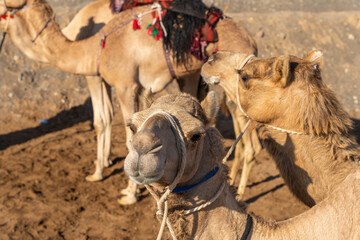 Racing camel portrait, close-up of a champion camel face in Oman