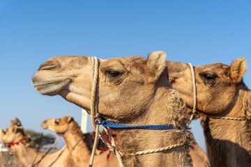 Racing camel portrait, close-up of a champion camel face in Oman