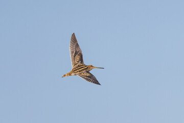 Common Snipe in flight with wings outstretched, captured in sharp detail as it flies over wetland habitat, showcasing natural behavior and elegant avian motion.