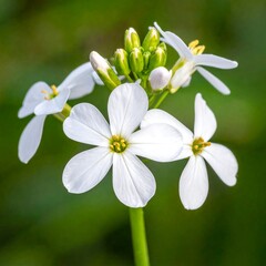 Close-up of White Cuckoo Flower Blooms and Buds in Spring.
