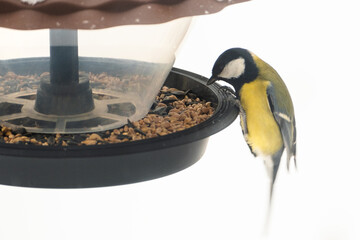 A titmouse eats seeds and bird food from a plastic feeder, against a snowy background, close-up