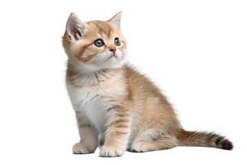 Obraz premium Realistic kitten, full body, sitting pose, cute but natural proportions, clean detailed soft fur texture, soft studio lighting, eye level view, centered composition, isolated on transparent background