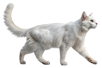 Realistic domestic cat, full body, walking pose, natural motion, realistic proportions, clean detailed fur texture, soft studio lighting, eye level view, centered composition, isolated on transparent 