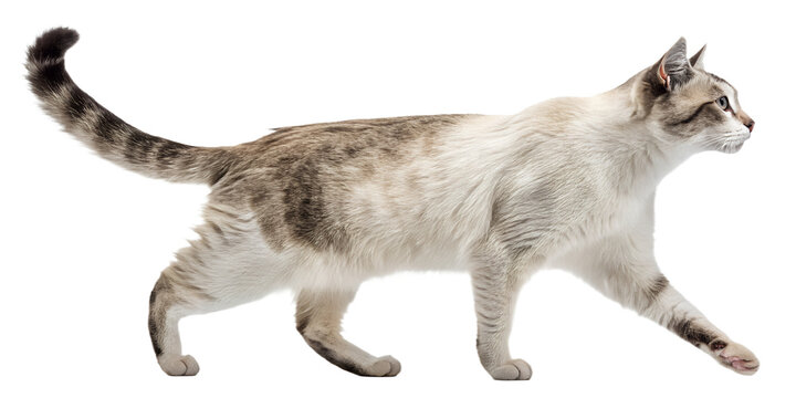 Realistic domestic cat, full body, walking pose, natural motion, realistic proportions, clean detailed fur texture, soft studio lighting, eye level view, centered composition, isolated on transparent 