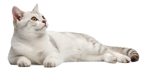 Realistic domestic cat, full body, lying down pose, relaxed natural position, realistic proportions, clean detailed fur texture, soft studio lighting, eye level view, centered composition, isolated on