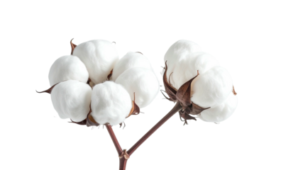 Close-up of delicate cotton blooms on dark background, emphasizing their fluffy texture